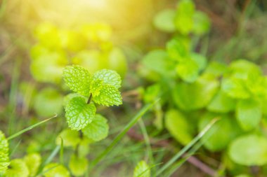 Güçlü dişlerin aromatik özelliklerine sahip nane yaprağı yeşili bitkiler