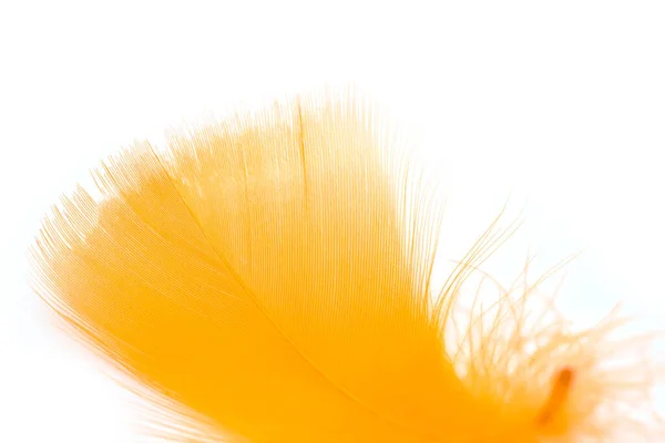 Close Soft Orange Feather Isolated White Background — Zdjęcie stockowe