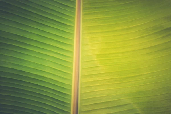 Bio Zöld Banánlevelek Közelsége Homályos Természetű Fán — Stock Fotó