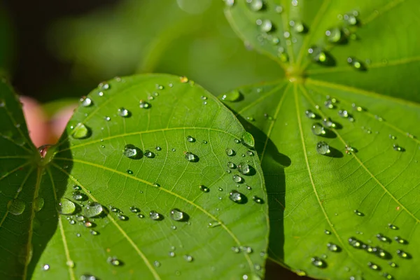 Yeşil yapraklar üzerinde su damlaları doğa arkaplanı