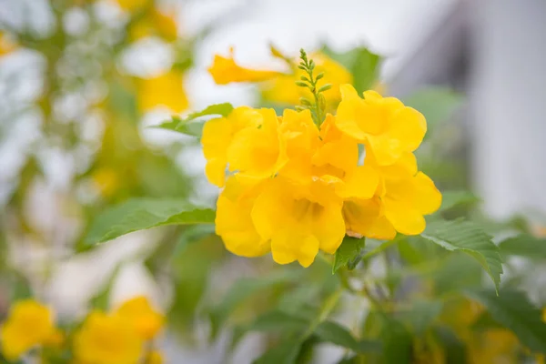 Blossoms Yellow Trumpetbush Tecoma Stans Blured Natural Background — Photo