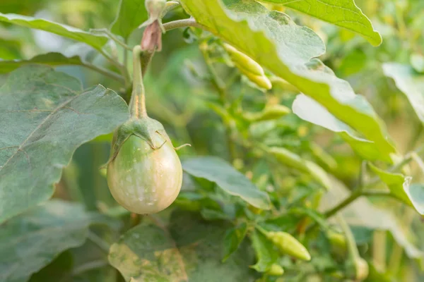 Ağaçtaki organik patlıcanların arka planı bulanıktır.
