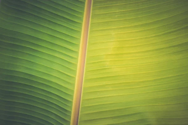 Close Van Biologische Groene Bananenbladeren Boom Met Wazige Natuur Achtergrond — Stockfoto