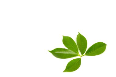 beyaz arkaplanda yeşil yapraklar