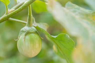 Ağaçtaki organik patlıcanların arka planı bulanıktır.