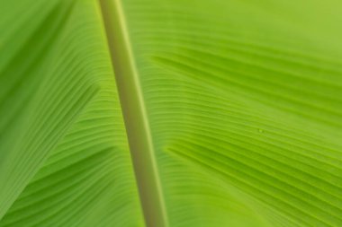 Ağaçtaki organik yeşil muz yapraklarını kapatın.