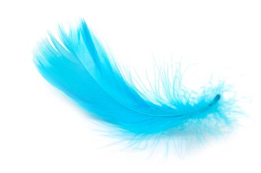 Beyaz arka planda güzel mavi tüy