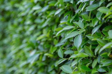 Yeşil doğa arkaplanını terk eder