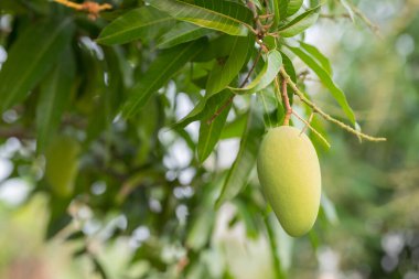 Ağaçtaki bulanık arkaplanlı mangoyu kapat.