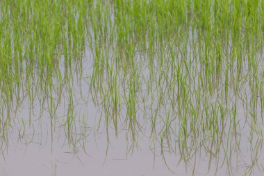 Yeşil pirinç bitkisi doğada organik olarak yetişiyor.