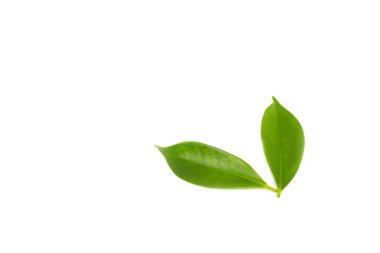 beyaz arkaplanda yeşil yapraklar