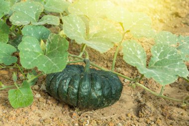 Tayland 'ın balkabağı taştan arka planlı bahçesinde