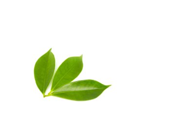 beyaz arkaplanda yeşil yapraklar