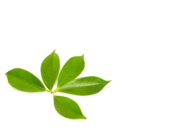 beyaz arkaplanda yeşil yapraklar