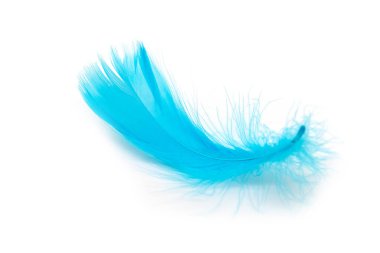 Beyaz arka planda güzel mavi tüy