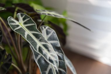 Pattern leaf of Alocasia sanderiana Bull