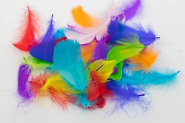 Beyaz arkaplanda yumuşak renkli tüyü kapat