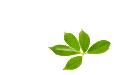 beyaz arkaplanda yeşil yapraklar