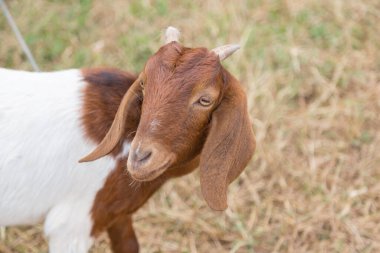 Kahverengi sevimli keçi yeşil arka planlı kameraya bakıyor