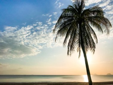 Sahilde dünyanın ortasında hafif bir hindistan cevizi ağacı var. Güzel gün batımı doğal arka plan