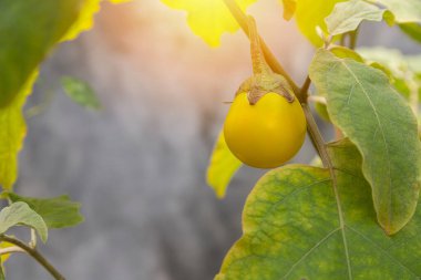 Bahçedeki ağacın dalında sarı patlıcan