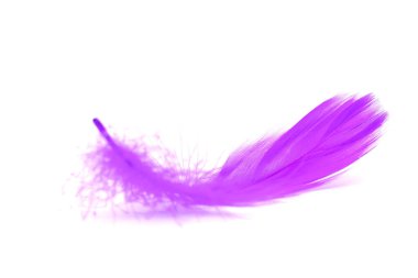 Beyaz arkaplanda izole edilmiş yumuşak Mor tüyü kapat