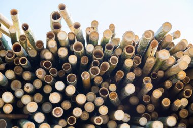 Desen arkaplanı için bambu çubuklarını kesen güzel doğa