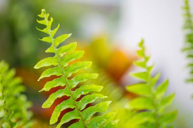 yeşil eğreltiotu yaprakları su damlası doğa arka planı