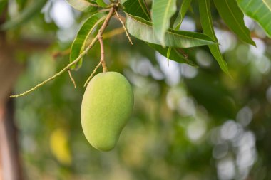 Ağaçtaki bulanık arkaplanlı mangoyu kapat.