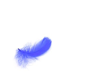 Güzel mavi tüy beyaz arkaplanda izole edilmiş