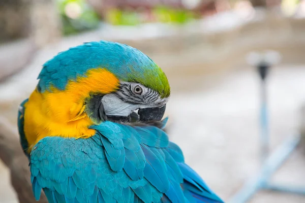 带有自然模糊背景的蓝色大鹦鹉鹦鹉 — 图库照片