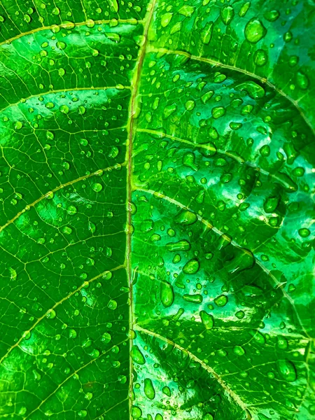 Water Drop Fresh Green Leaves Texture Natural Patterned Background — Fotografia de Stock