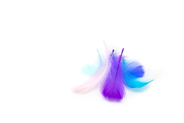 Beautiful Colorful Feather White Background — ストック写真