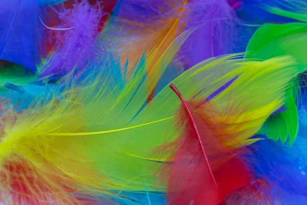 Beyaz arkaplanda yumuşak renkli tüyü kapat