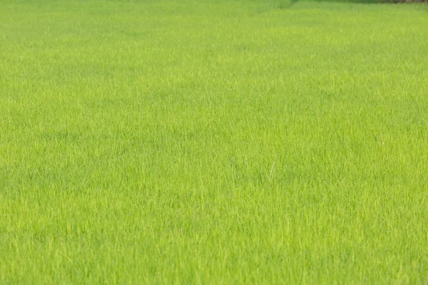 Πράσινο Ρύζι Φυτό Βιολογικό Στον Αγρό Φύση Φόντο — Φωτογραφία Αρχείου