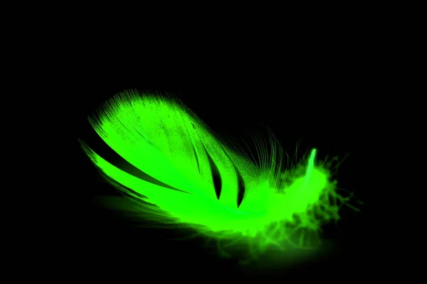 배경에 분리되어 부드러운 보라색 깃털의 — 스톡 사진