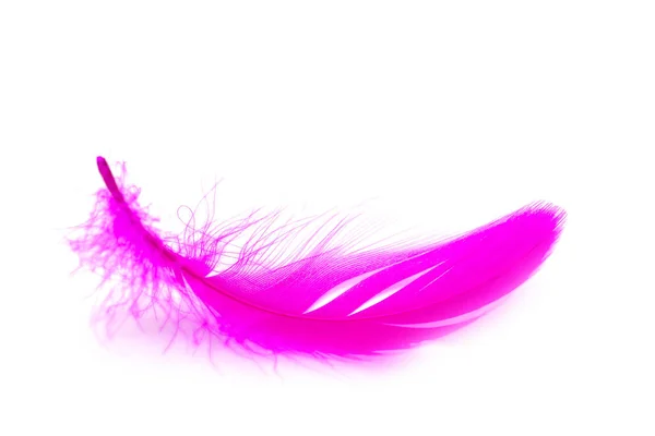 Close Soft Purple Feather Isolated White Background — Stock Photo, Image