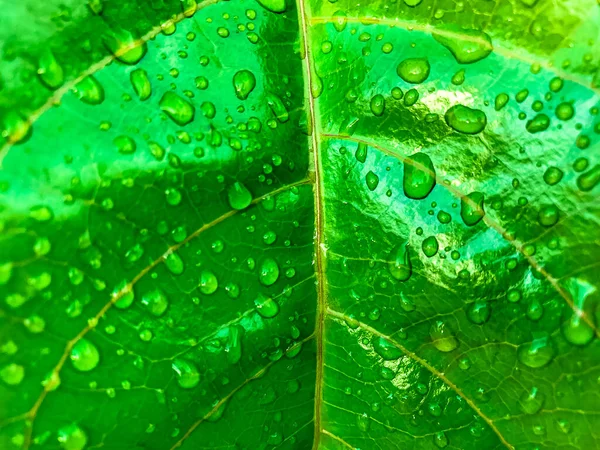 Water Drop Fresh Green Leaves Texture Natural Patterned Background — 스톡 사진