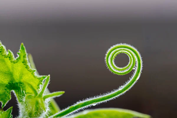 Spirale Des Soft Peak Kürbisses Mit Schwarzem Hintergrund — Stockfoto