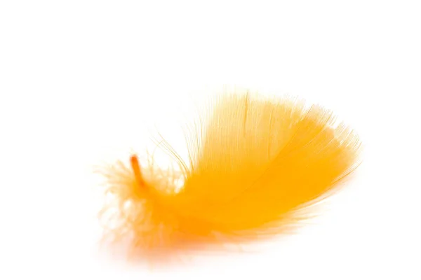 Close Soft Orange Feather Isolated White Background —  Fotos de Stock