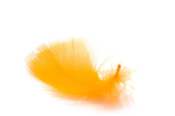 Close Soft Orange Feather Isolated White Background —  Fotos de Stock