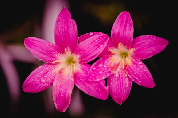 Pembe Zephyranthes Grandiflora Çiçeğinin Yaprakları Boyunca Siyah Arka Planda Damlaları — Stok fotoğraf