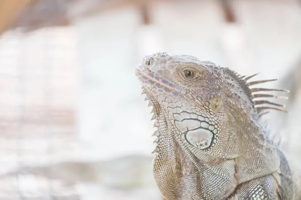 Iguana Rastejando Animais Vivem Floresta — Fotografia de Stock