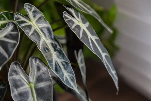 Φύλλα Μοτίβο Της Alocasia Sanderiana Δελτίο — Φωτογραφία Αρχείου