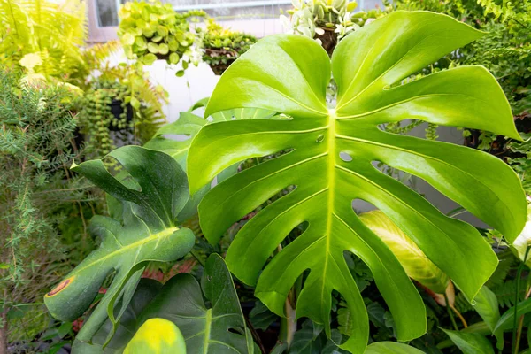 Monstera Plant Leaf Pattern Garden Background — ストック写真