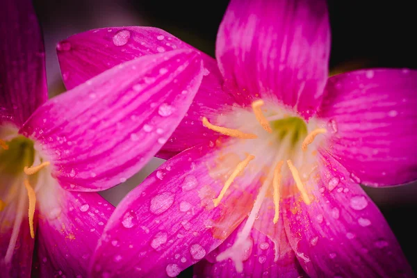 粉红色的紫苏花 花瓣上有水滴 背景是黑色的 — 图库照片