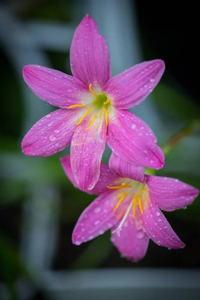 Rosa Zephyranthes Grandiflora Flor Tem Gotas Água Longo Das Pétalas — Fotografia de Stock