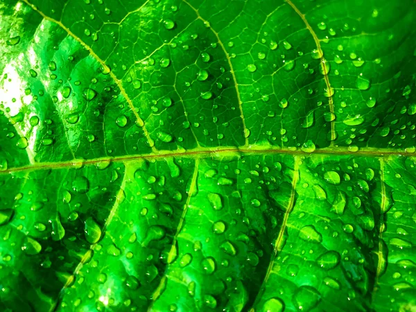 Wassertropfen Auf Frischen Grünen Blättern Mit Natürlich Gemustertem Hintergrund — Stockfoto