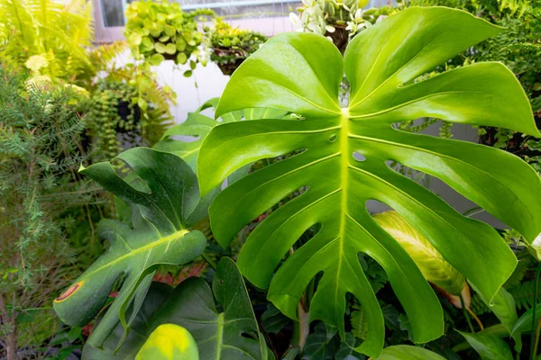 Monstera Plant Leaf Pattern Garden Background — Stock Photo, Image
