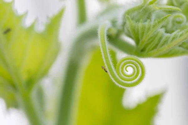 Espiral Calabaza Pico Suave Con Fondo Negro —  Fotos de Stock